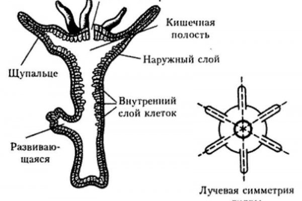 Ссылка омг омг омг